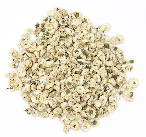 Camomille_Romaine_Capitule_450